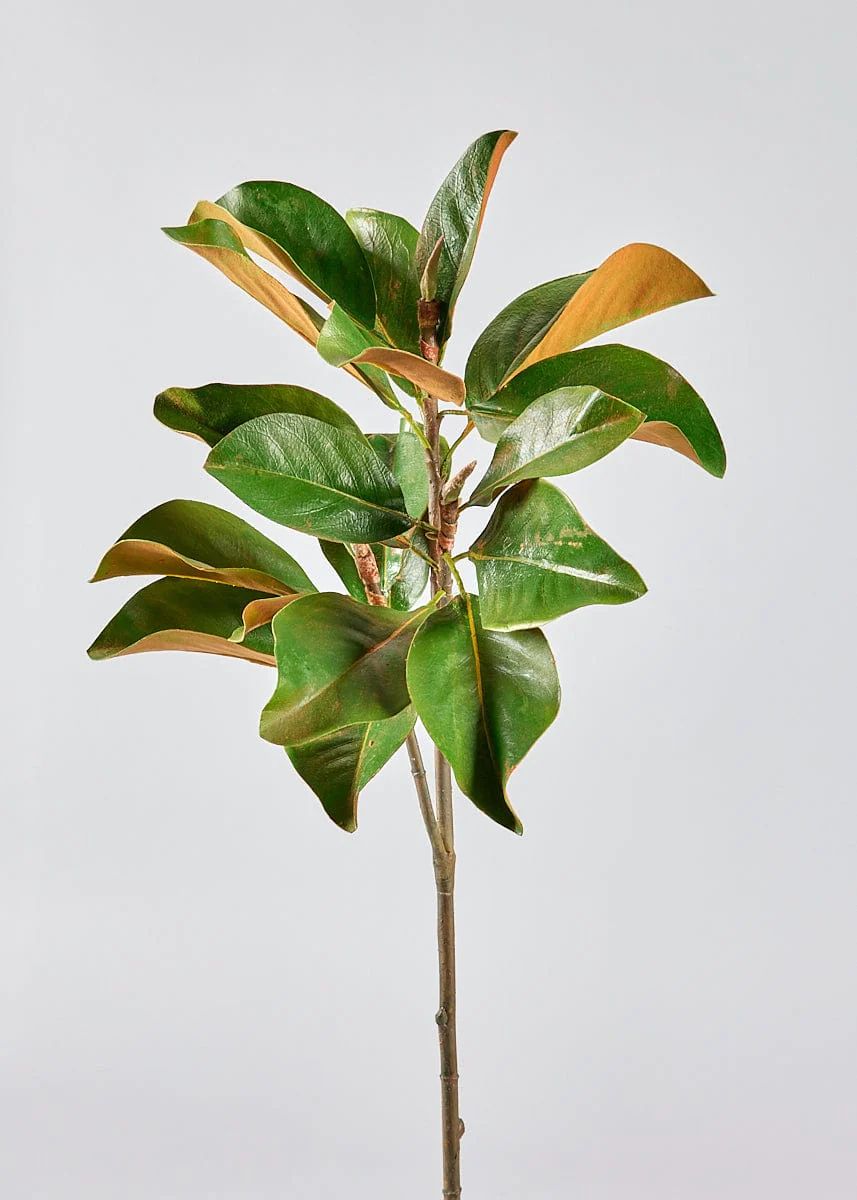 Magnolia Branch | Nature-Inspired Artificial Branches | Afloral.com | Afloral