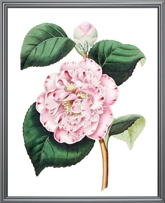 Pink Flower Printable Camellia Japonica 'Punctata' | Etsy | Etsy (US)
