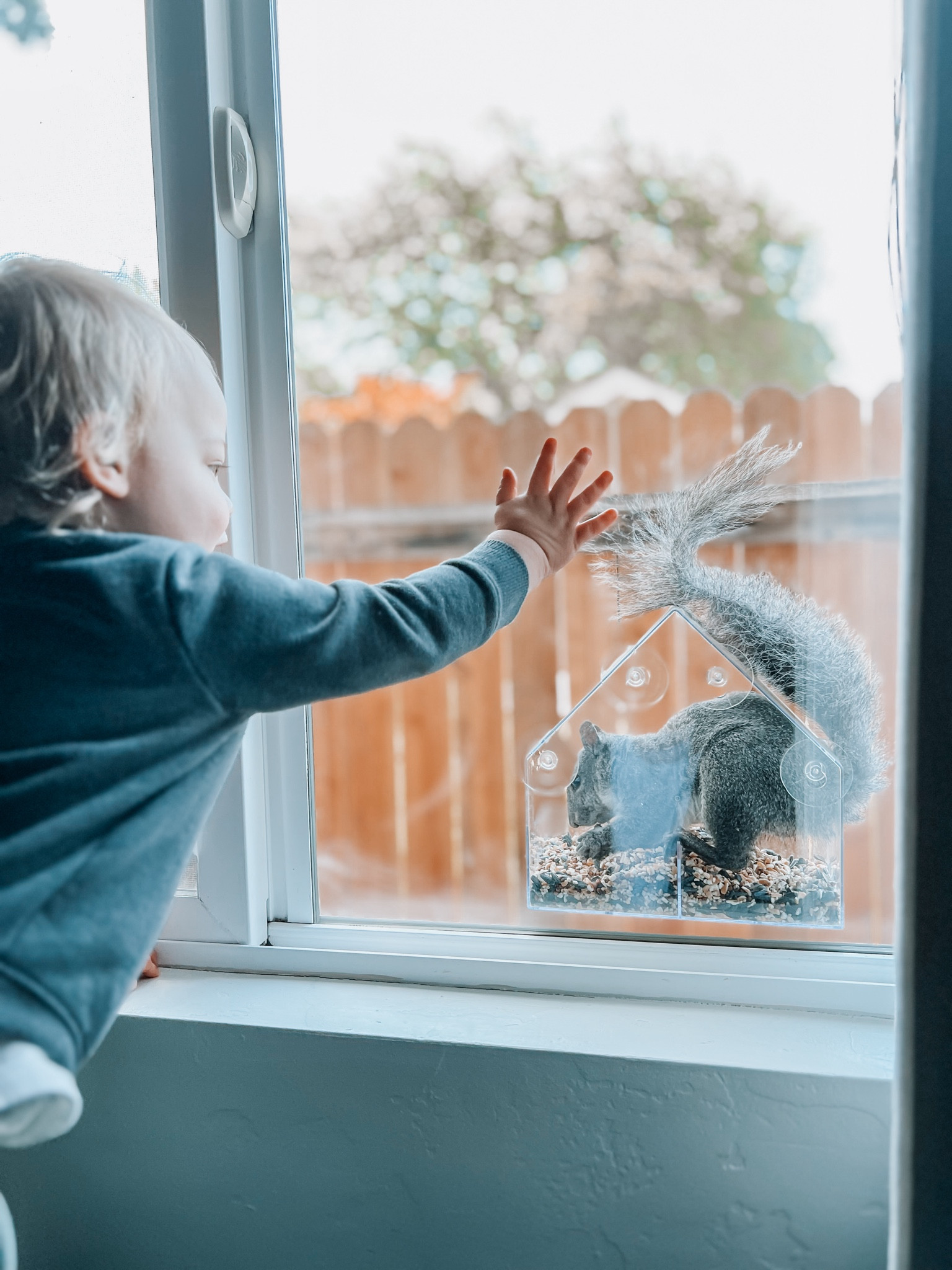 window birdhouse, plastic birdhouse for kids

#LTKhome #LTKkids #LTKfamily