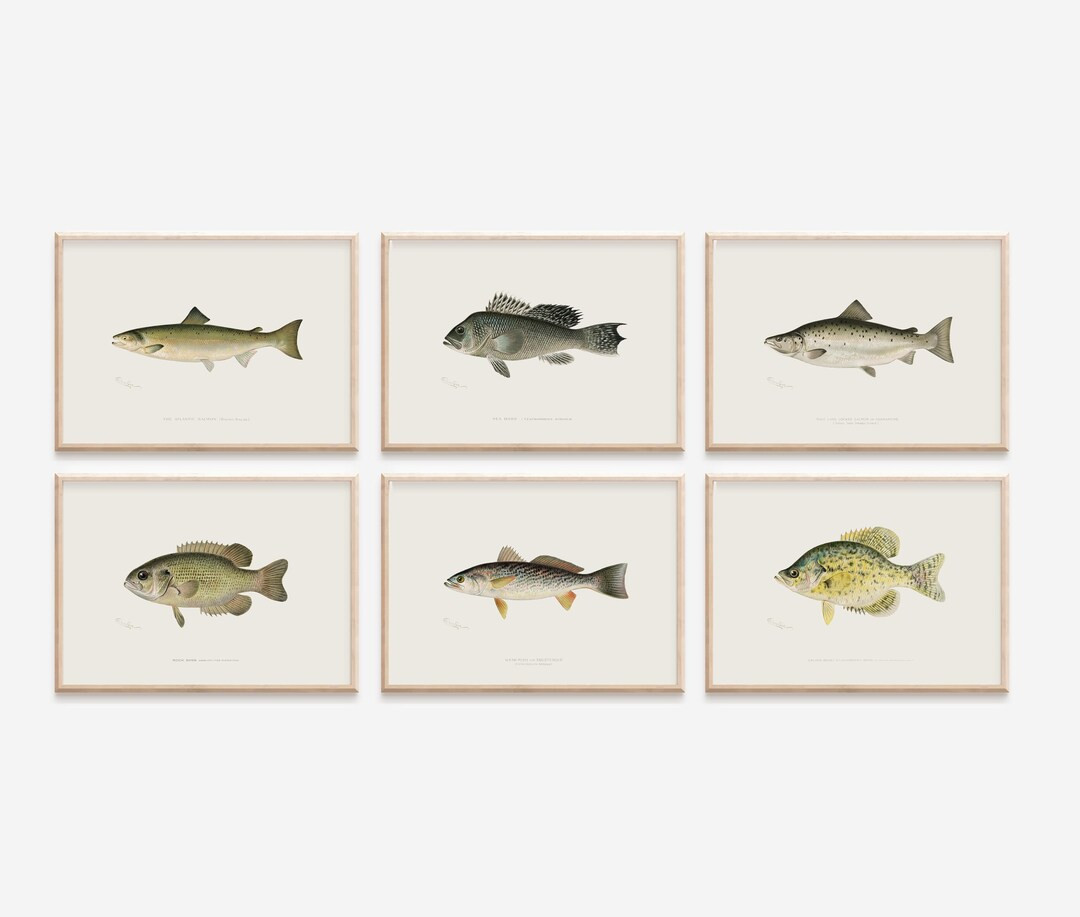 Vintage Fish Prints Set: Neutral Marine Life Wall Art (digital Download) - Etsy | Etsy (US)