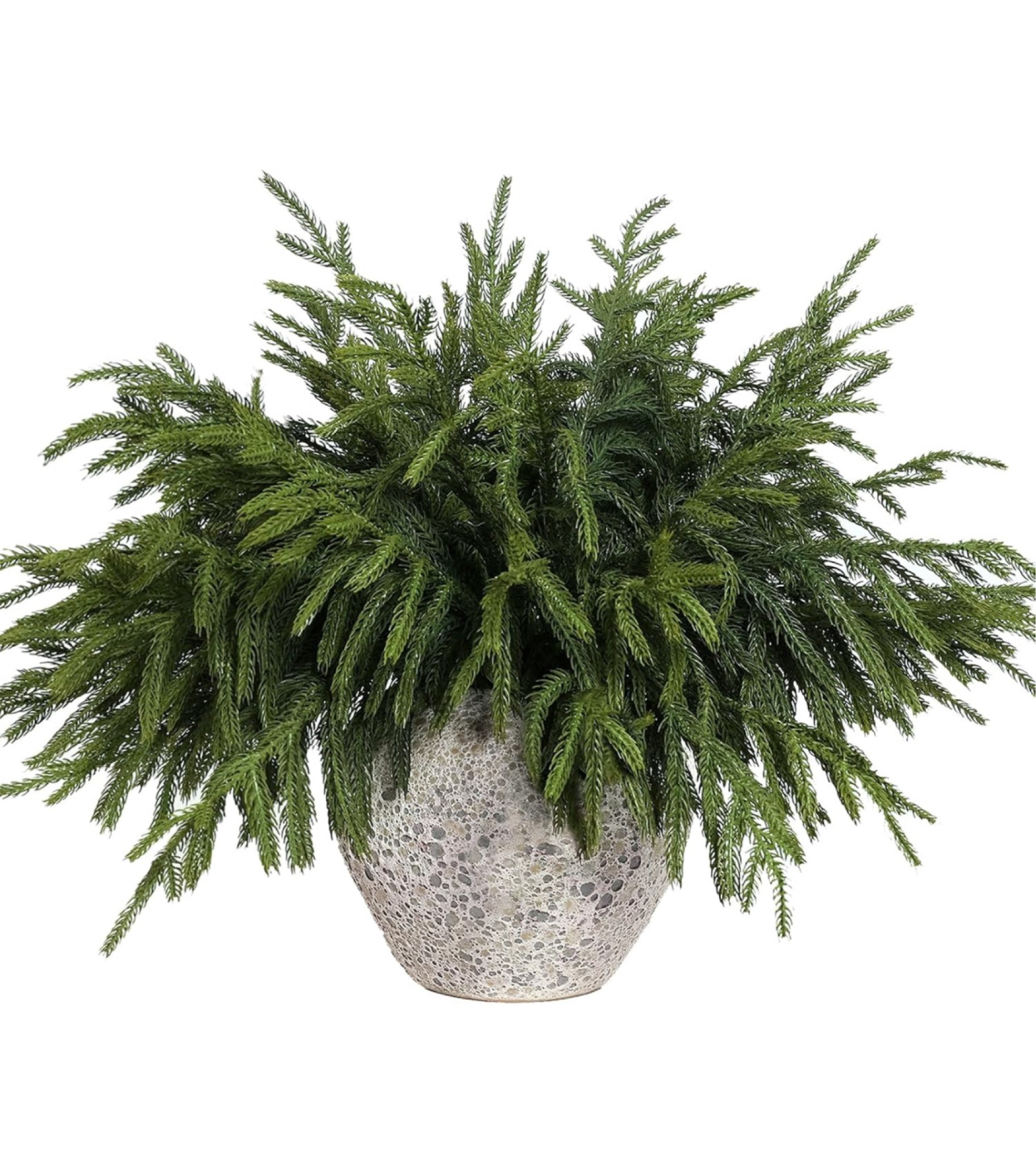 Norfolk Pine Stems- get these before they sell out! 

#LTKHome #LTKSeasonal