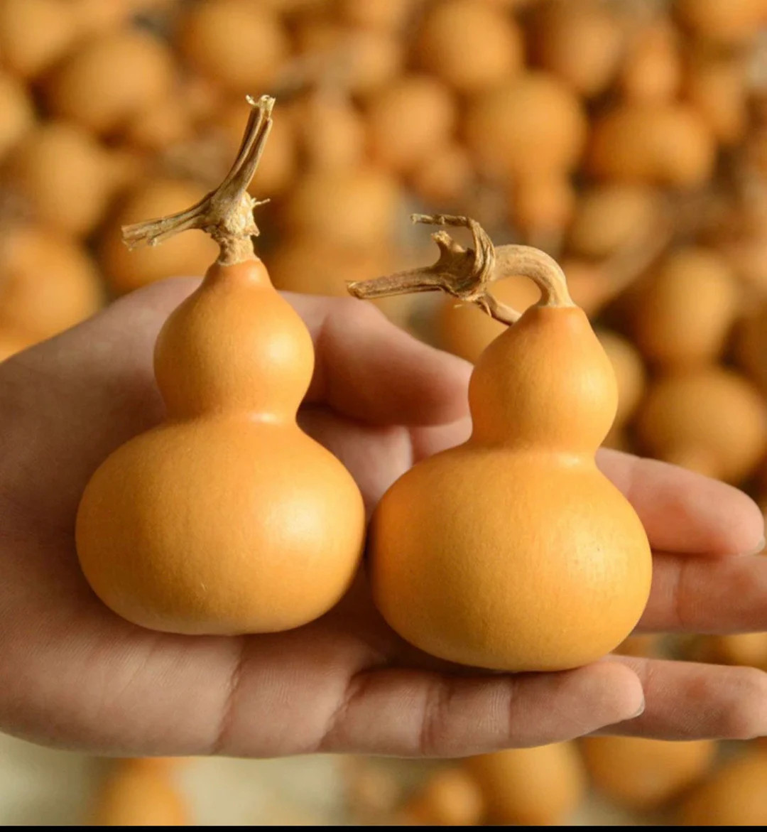 15 Miniature Bottle Gourd Seeds Feng Shui Hulu Ornamental Great for Arts & Crafts 風水葫蘆 - ... | Etsy (US)