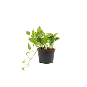 Lowe's Pothos House plant in 1.4 Quart(s) Pot 1 -Pack | Lowe's