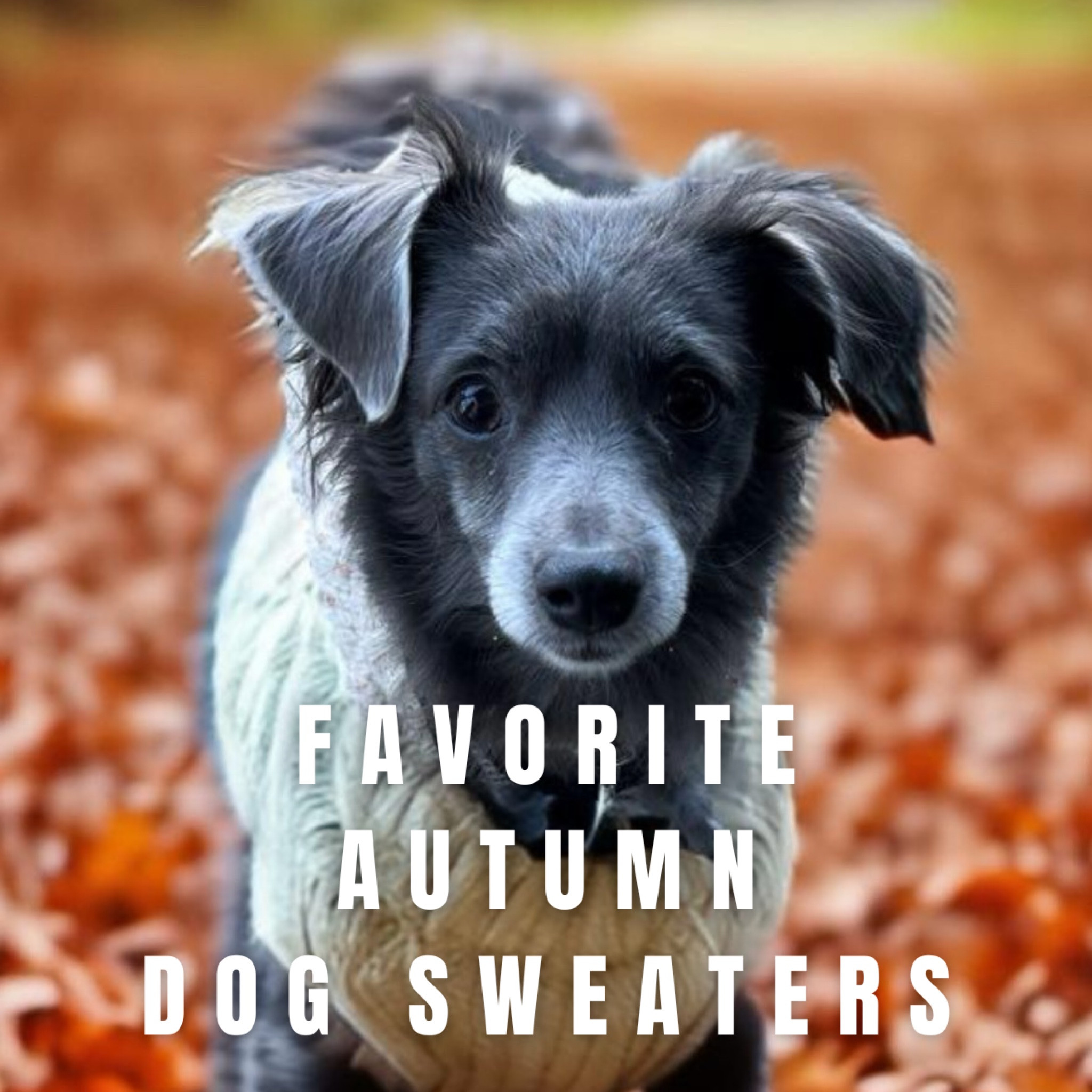 Favorite Autumn Dog Sweaters Part 1! 