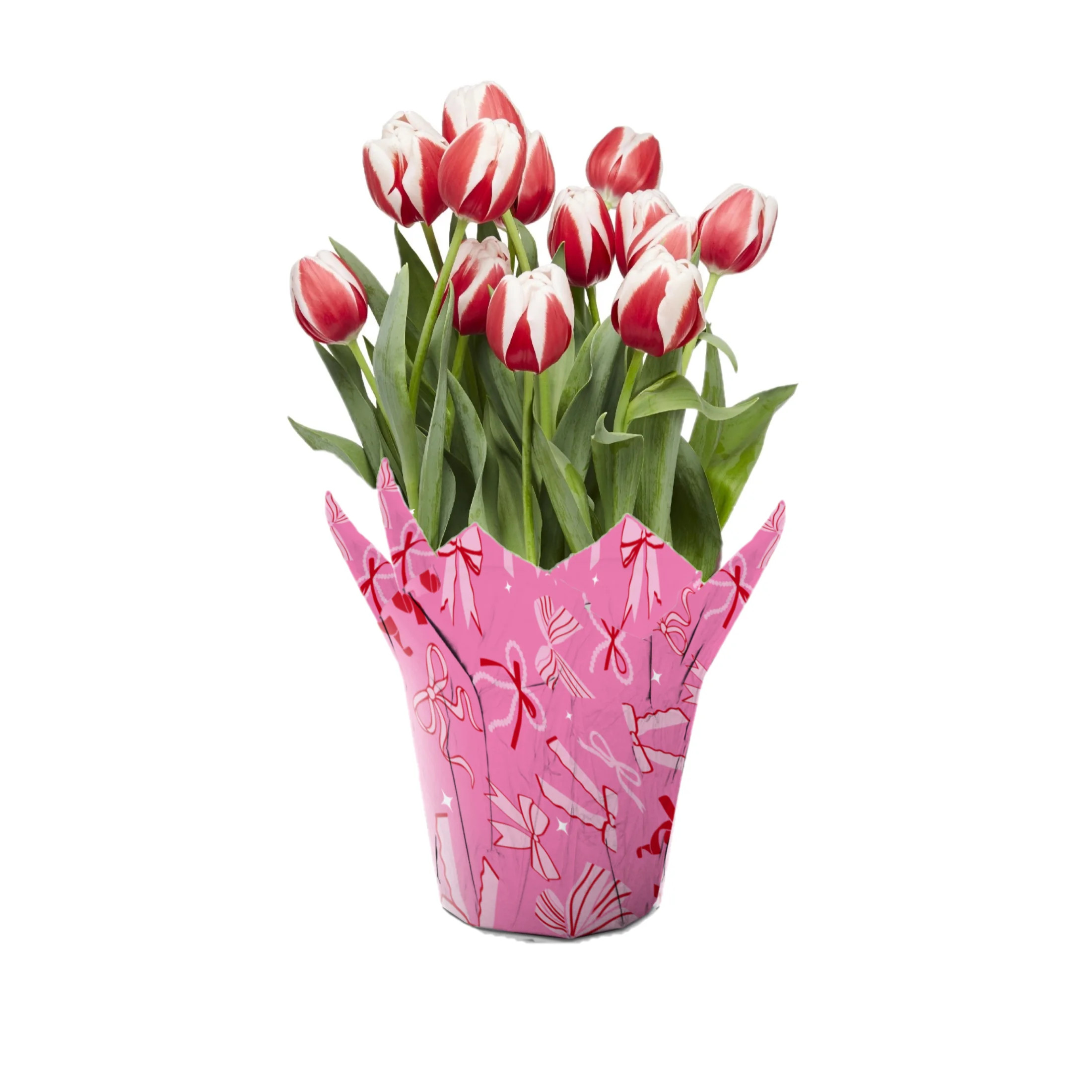 Gifts in Bloon 6 inch Bicolor Tulip Live Plants in Decorative Pot, Indirect Sun | Walmart (US)