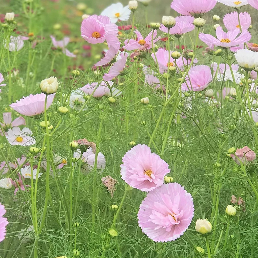 25 Cupcakes Blush Cosmos Flower Seeds - Etsy | Etsy (US)