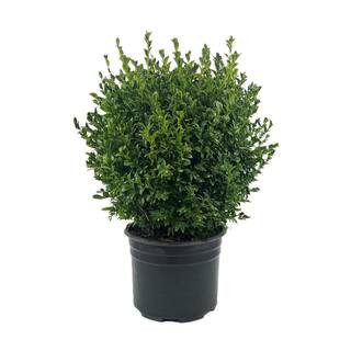 2.25 Gal. Green Mountain Live Boxwood (Buxus) Live Shrub | The Home Depot