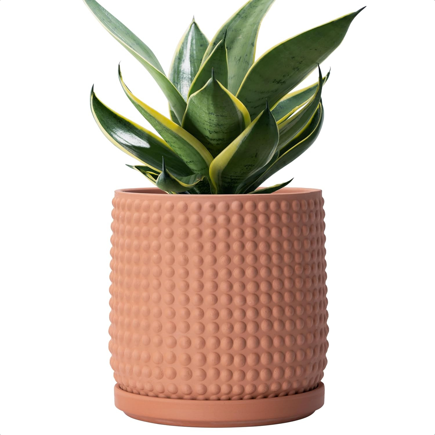 D'vine Dev 6 Inch Terracotta Beaded Planter Pot - Flower Pot with Drainage Hole and Saucer for In... | Amazon (US)