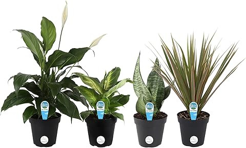 Costa Farms Assorted Foliage Clean Air House Plant Collection, 8-Inches Tall, Green | Amazon (US)
