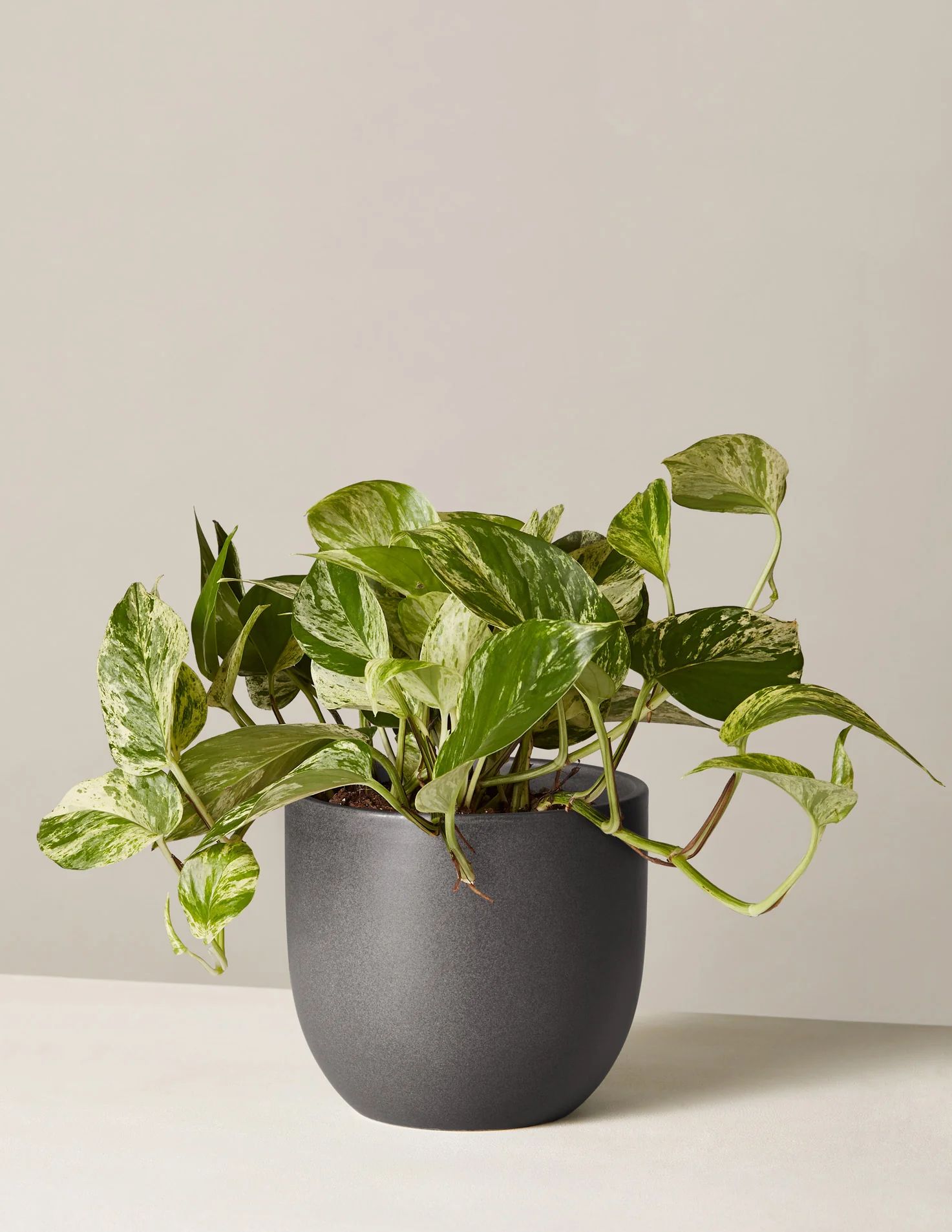 Marble Queen Pothos | The Sill