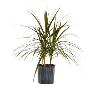 United Nursery 24 in. to 28 in. Tall Dracaena Marginata Magenta Plant Madagascar Dragon Tree Live... | The Home Depot