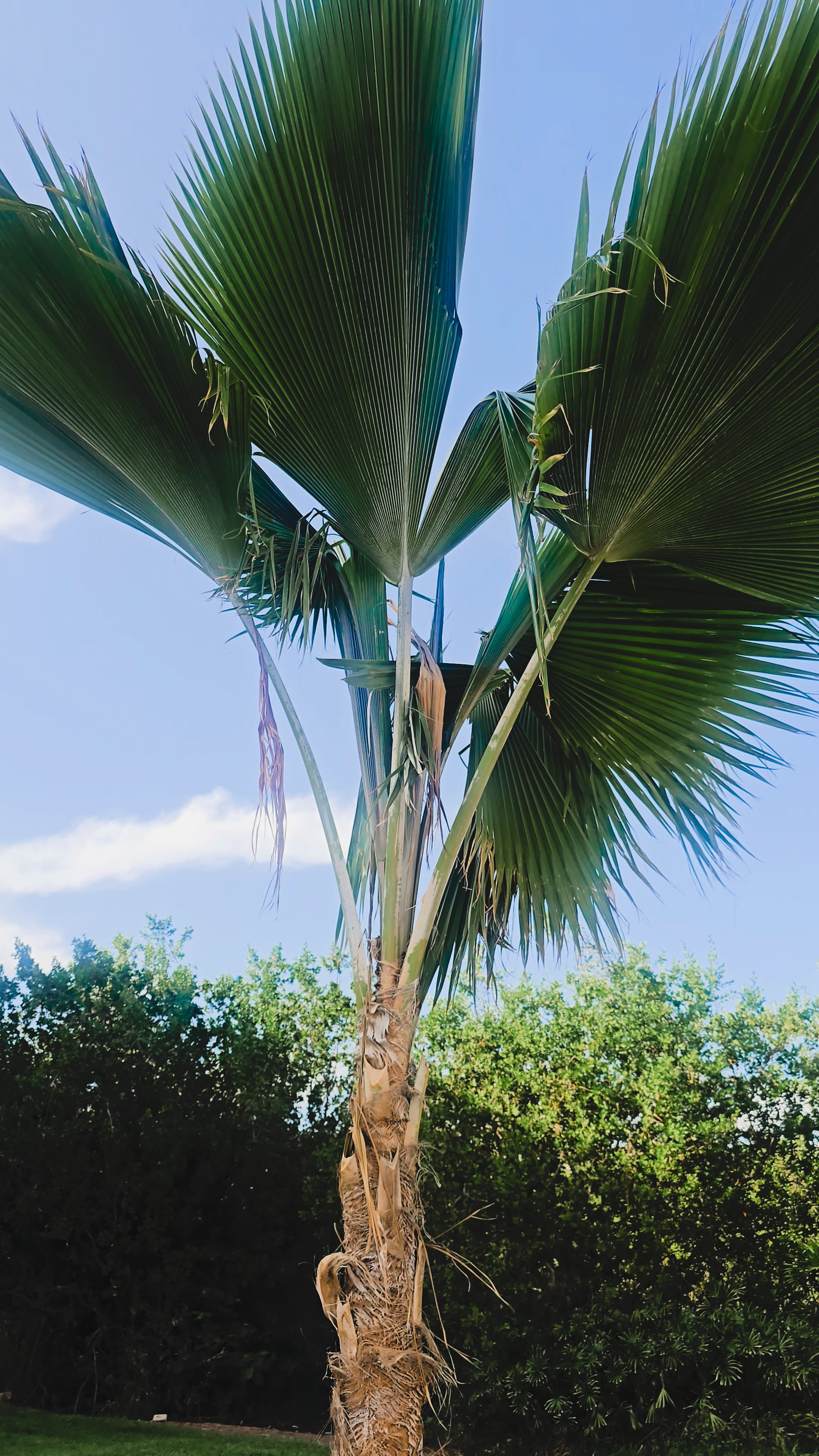 "You always have a new bag!" Yes... Yes I do!You can too! Use my @vivrelle code: livinglargeinlilly to Enjoy your 1st month free (on me!) #ad #vivrelle #livinglargeinlilly #purses #travel #bags 

#LTKdayinmylife #LTKootd #LTKTravel