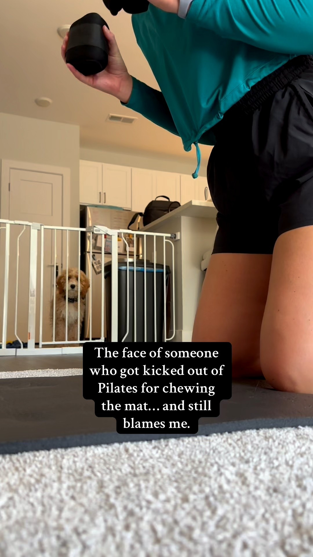 He chewed the mat for 10 minutes straight without listening and still thinks I’m the problem. #dogmom #sillydog #sillypets #dog #puppy #minigoldendoodle #pilates #shelbysacco #sadtosavage #doggate 

#LTKPets #LTKActive #LTKHome