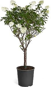 Brighter Blooms - Limelight Hydrangea Tree - Indoor/Outdoor Flowering Plant, No Shipping to AZ (3... | Amazon (US)