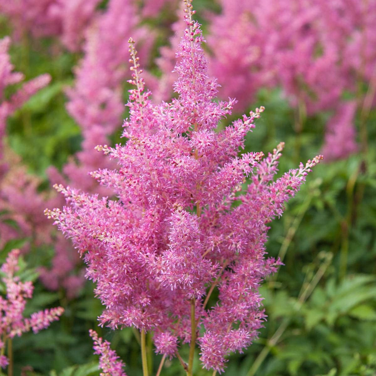 Breck's Pink Pink Flowering Astilbe Dormant Perennials Plant in 6 -Pack Bareroot 6 -Pack - Low Maintenance one_size | 64557 | Lowe's