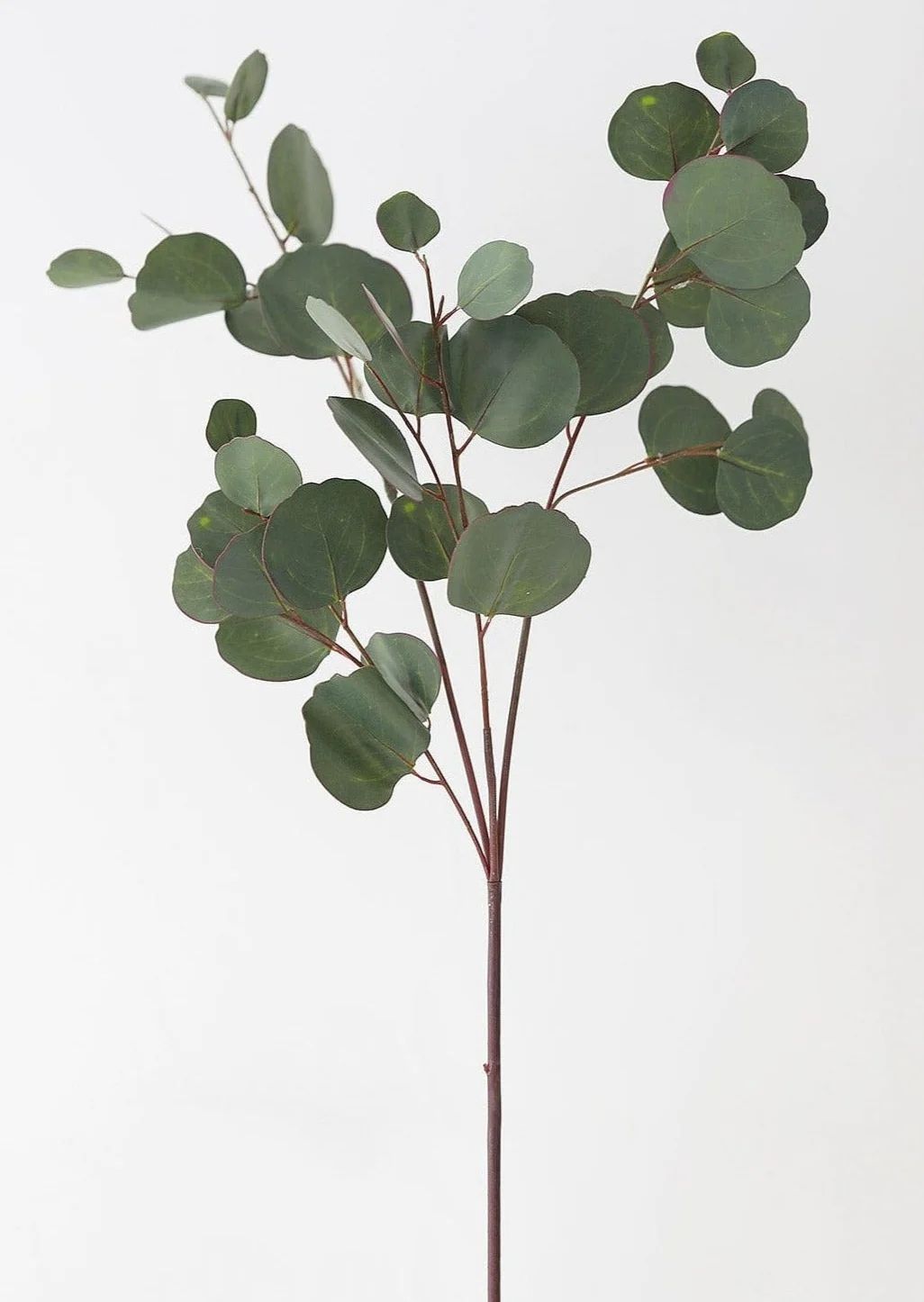 Real Touch Silver Dollar Eucalyptus - 30" Tall | Afloral (US)