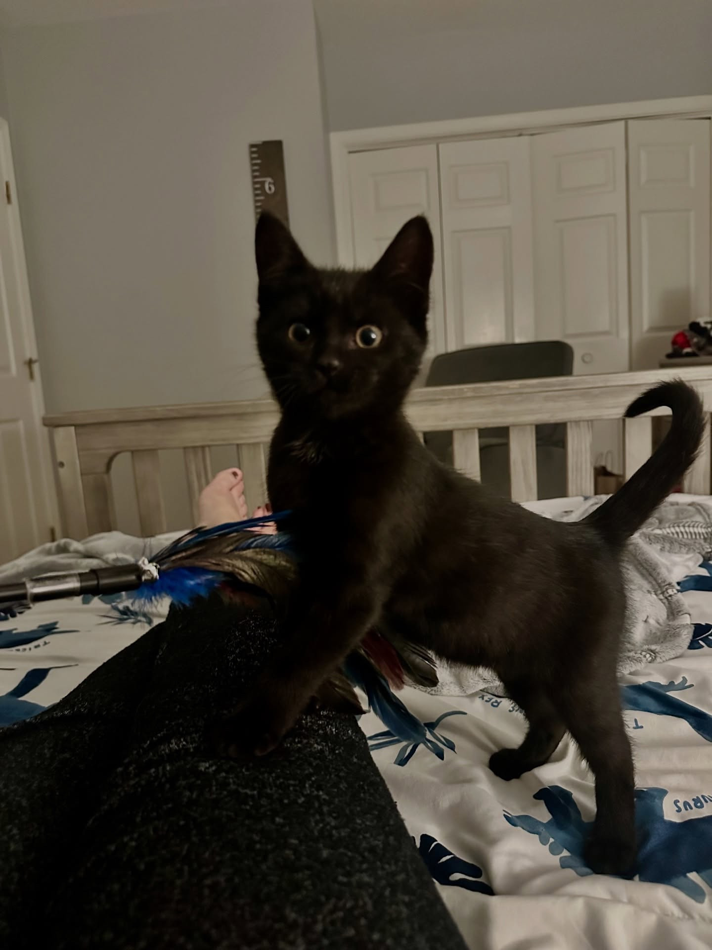 Get to Know Me Monday… and meet the newest member of our chaos.

We didn’t plan on adding a kitten to the mix in the middle of campaigns, school runs, and everyday life… but you know me by now. If there’s a plate spinning, I’m probably adding two more.

Everyone, this is Maxxi Bean.
She’s a tiny, all-black baby we’ve had for less than two weeks, and she came to us a little feral and a lot unsure. Now? She’s fully committed to snuggling, purring, playing, and inserting herself into every moment.

Little C had been wishing for a black kitten he could name Maxwell… so when this little girl showed up, he said, “this is him,” and honestly, we’re rolling with it.
So yes, Maxxi Bean is a she… but in this house she happily answers to Max, Maxxi, Bean, and “my baby.”

She’s settling so beautifully, already attached to Little C, and we’ve been learning all the new-kitten things together. And today’s little milestone — playing, exploring, and opening up — meant everything.

Just a reminder that life doesn’t always go the way you planned… sometimes it goes better.

Welcome home, Maxxi Bean.

#easternshoremd #marylandinfluencer #chesapeakelifestyle #coastalchicstyle #styledontheshore #midatlanticstyle #petitelifestyle #momlifeover40 #realmomstories #petiteliving #trilbystyle

#LTKKids #LTKstorytime #LTKmomlife