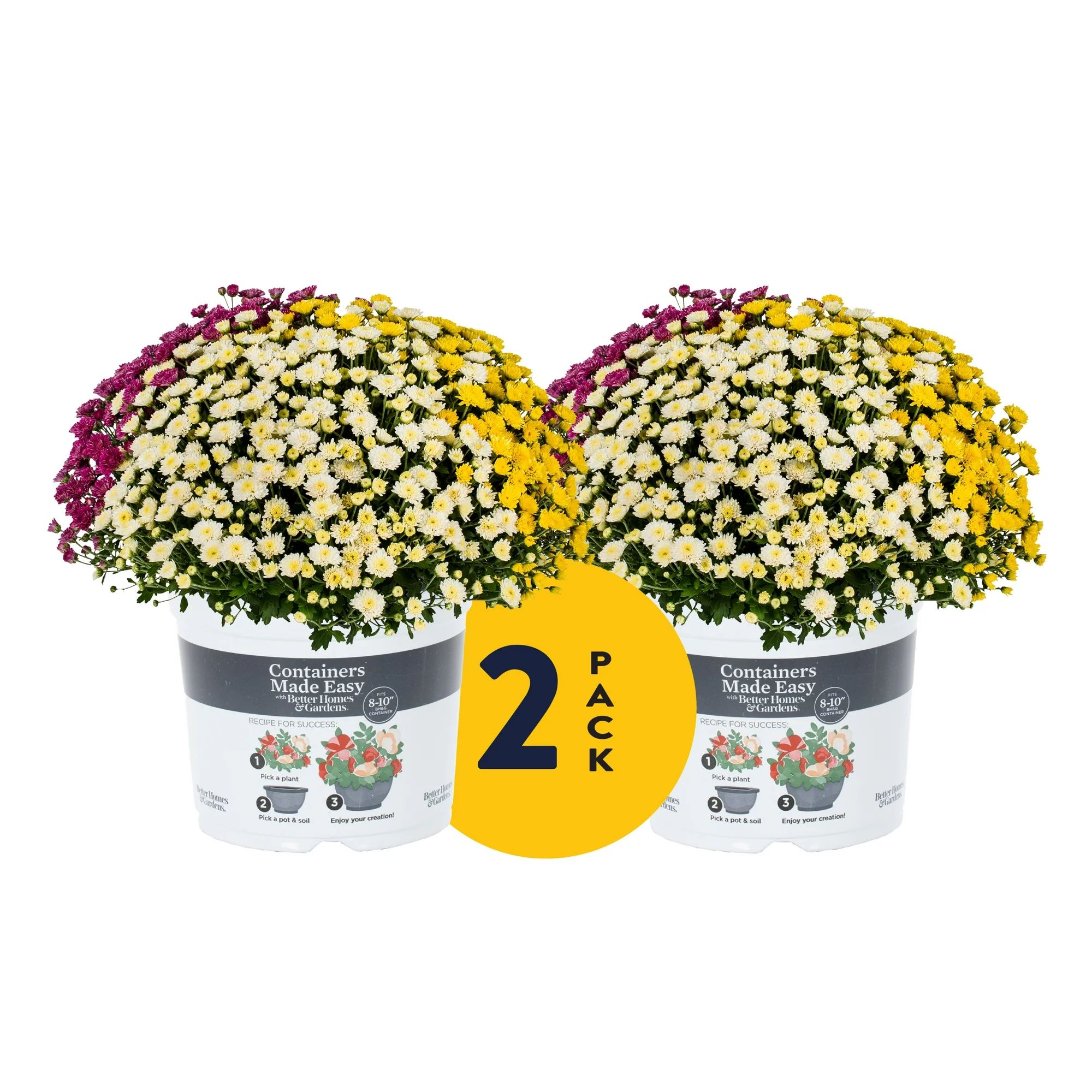 Better Homes & Gardens 3QT Purple White Yellow Garden Mum Live Plants (2 Pack) with Grower Pots | Walmart (US)