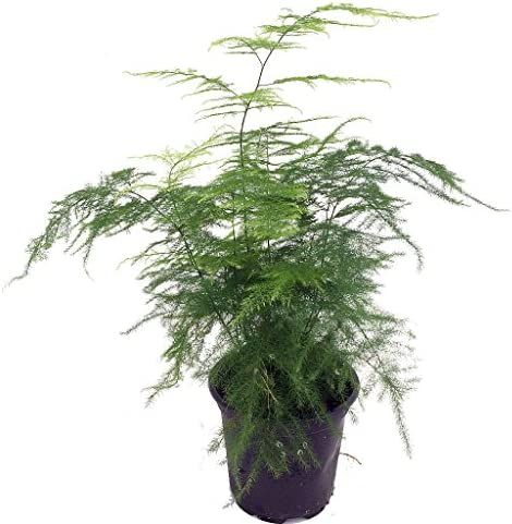 Fern Leaf Plumosus Asparagus Fern - 4" Pot - Easy to Grow - Great Houseplant | Amazon (US)