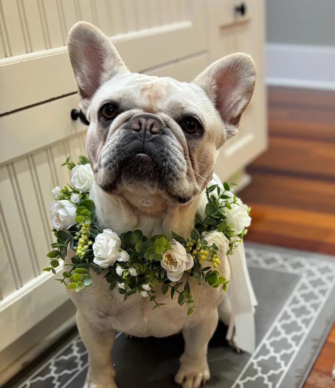 White Rose With Eucalyptus and Baby's Breath Dog Wedding Wreath - Etsy | Etsy (US)