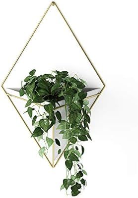 Umbra Trigg Hanging Planter Vase & Geometric Wall Decor Container - Great For Succulent Plants, A... | Amazon (US)