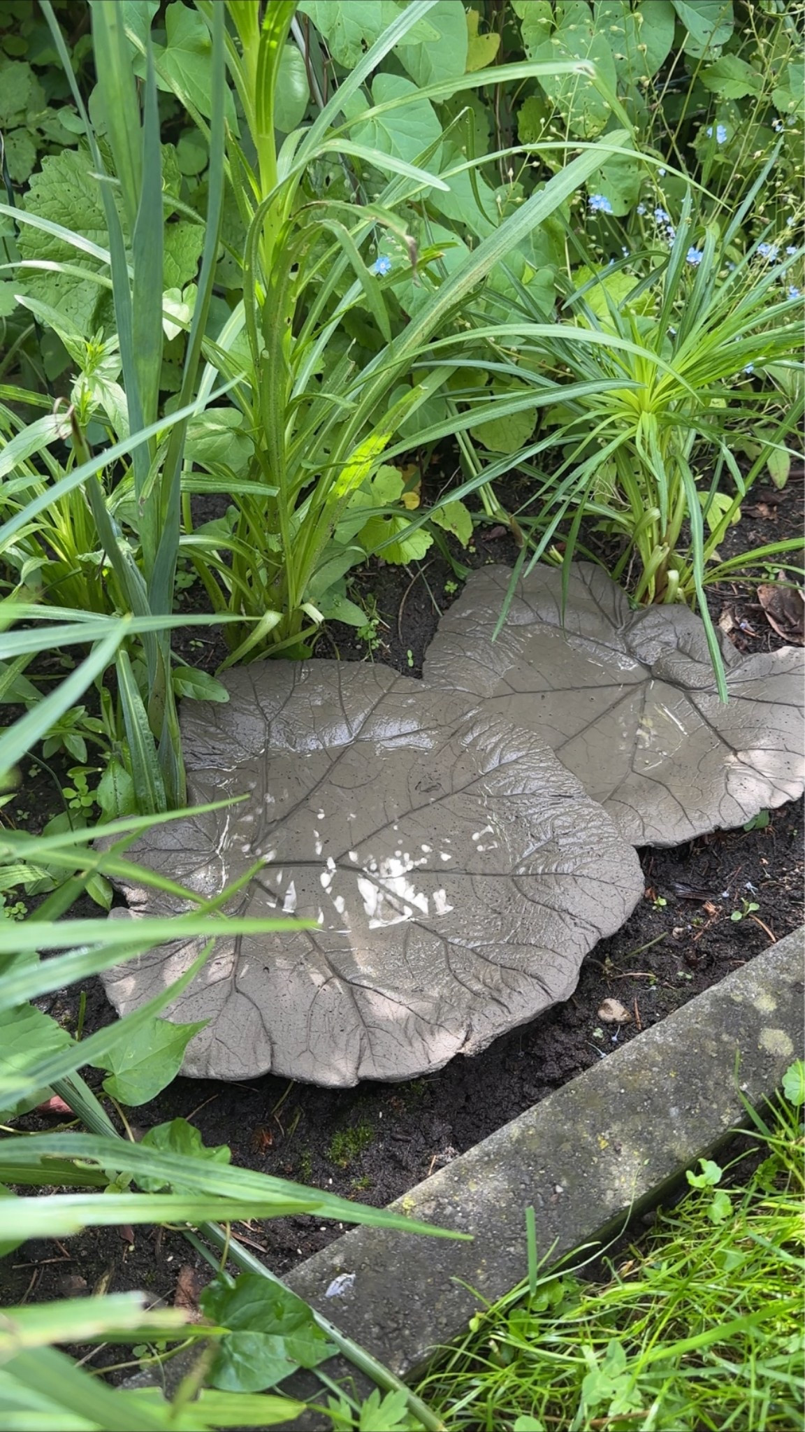 DIY Vögeltränken aus Beton 🦢

#LTKdeutschland #LTKhome #LTKsummer
