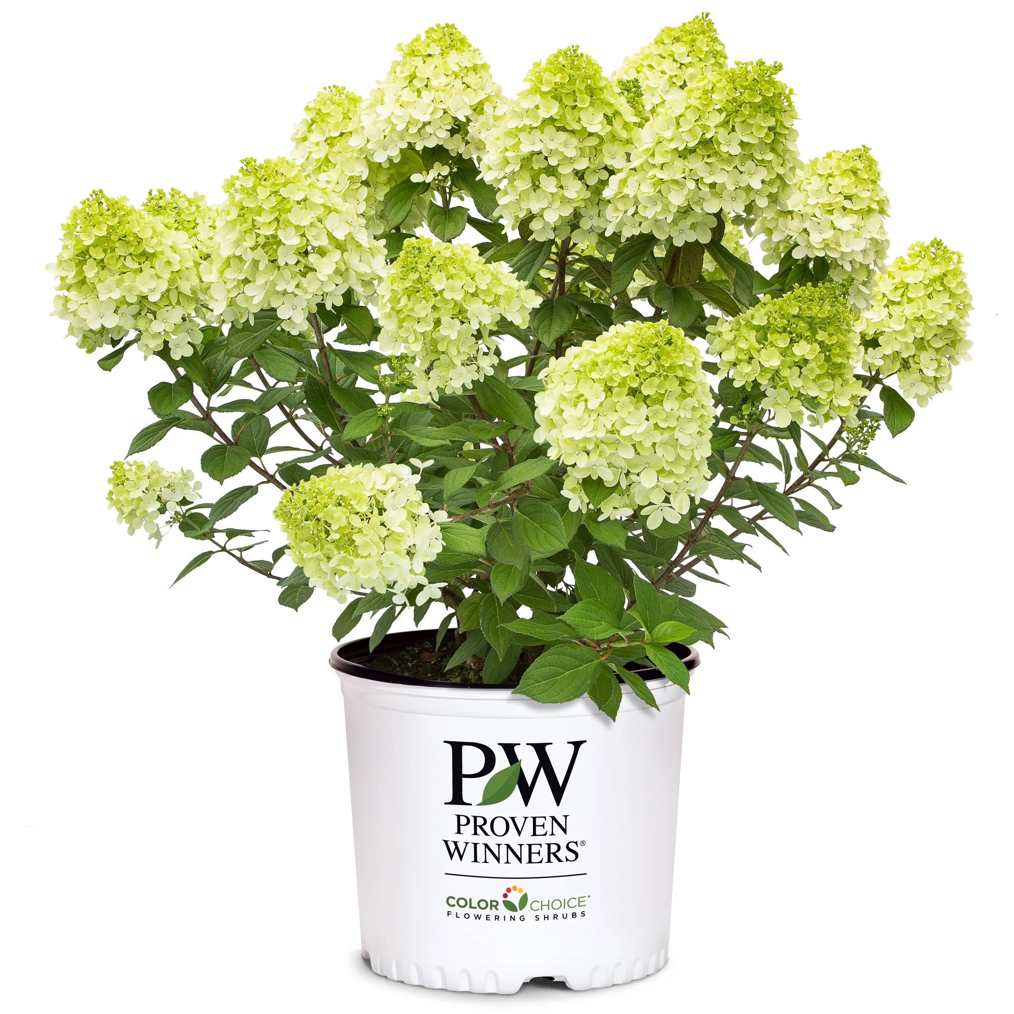 Proven Winners ColorChoice Little Lime Punch Hydrangea Live Shrub (2 Gallon) | Walmart (US)