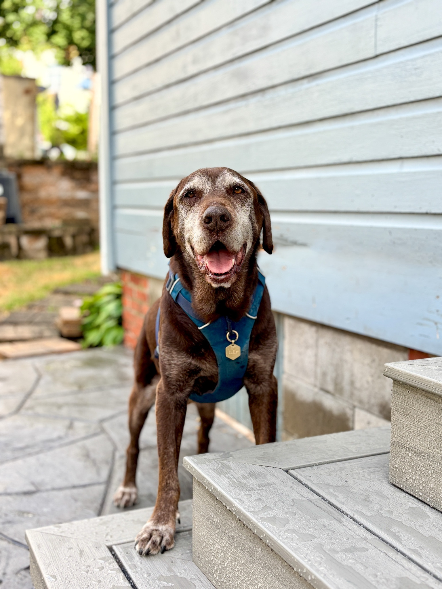 The most handsome boy wearing our favorite dog harness from ruffwear. One of my top 25 of 2025

#LTKPets