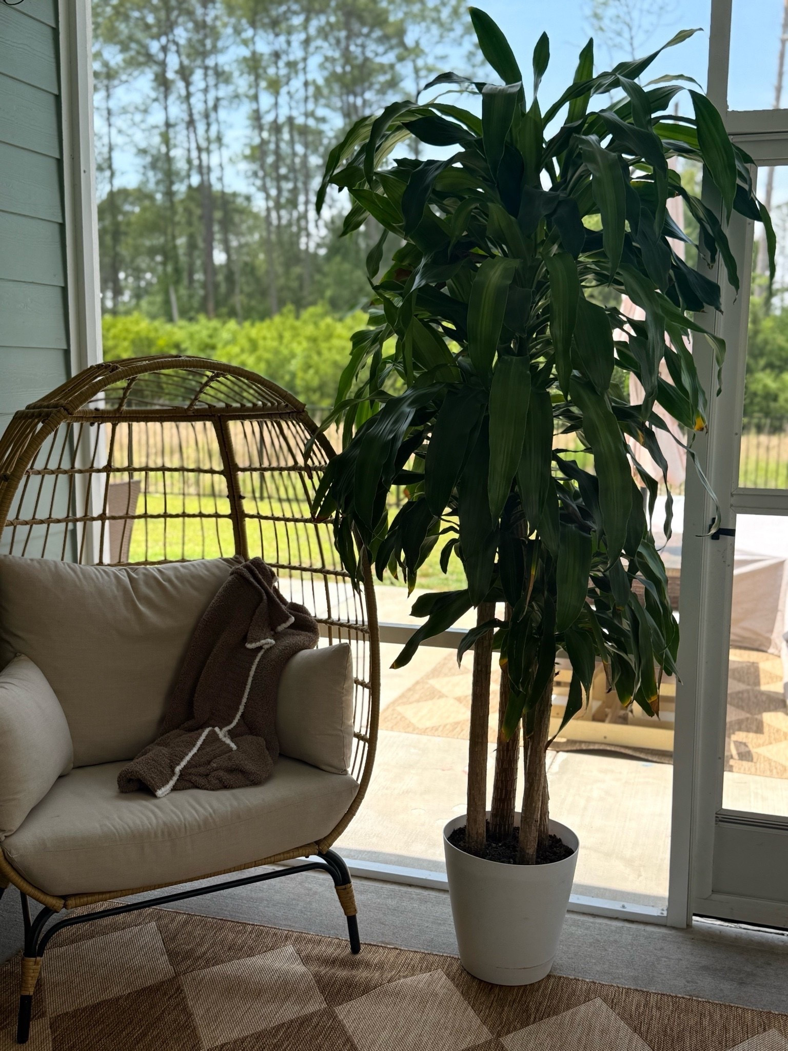 POV: you finally found the pieces that make your porch feel like an actual extension of your home 🤎

These egg chairs are hands down one of my favorite outdoor finds — cozy, oversized, and they instantly pull the whole space together. Paired with this warm brown area rug (currently on sale 👏🏼), it completely transformed the vibe out here and made everything feel so much warmer and more elevated.

If you’ve been wanting to refresh your patio for spring/summer, these are the pieces I’d grab before they sell out 👀 

Egg chair, patio, porch, outdoor, outdoor space, outdoor furniture, chair, rug, area rug, outdoor rug, Amazon, Amazon find, Wayfair, Wayfair find