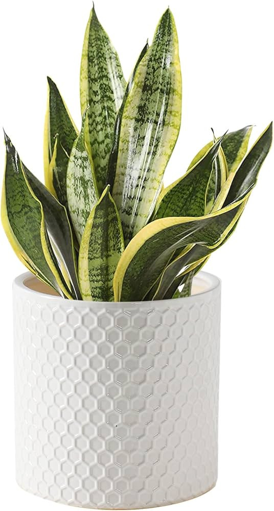 Docrin Ceramic Planters Indoor, 8 Inch Plant Pot with Drainage Holes for Home/Office - White Hone... | Amazon (US)
