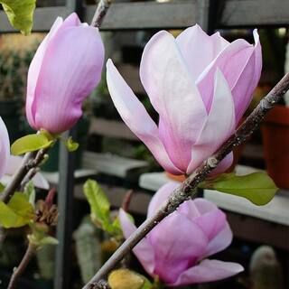 Alexandrina Japanese Magnolia Pink Flowering Decidiuous Ornamental Tree MAGALE01G - The Home Depo... | The Home Depot