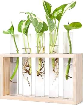Mkono Wall Hanging Glass Planter Plant Terrarium Modern Flower Bud Vase in Wood Stand Rack Tablet... | Amazon (US)