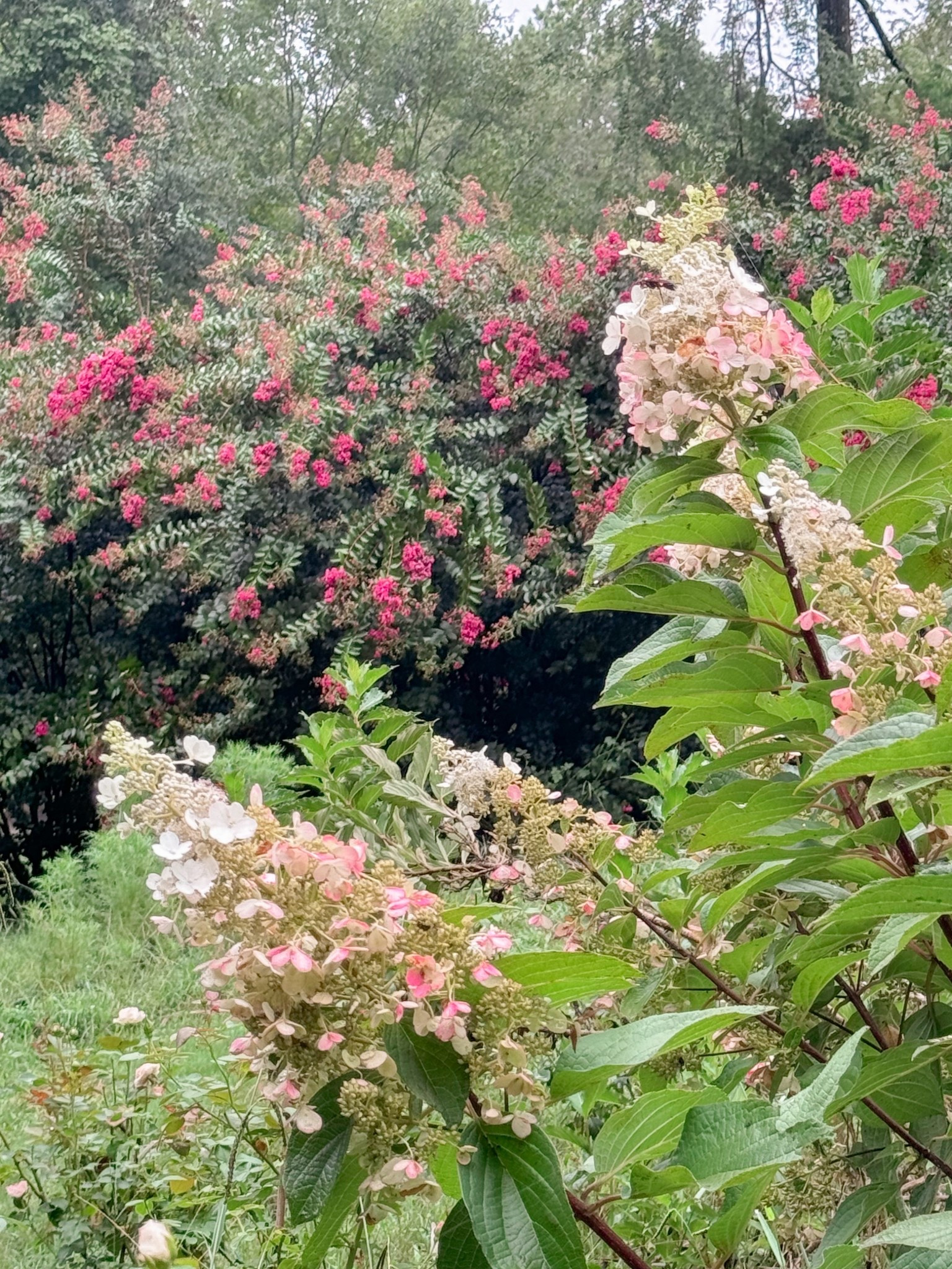 Panicle hydrangea season is coming up!! Have you planted yours yet???