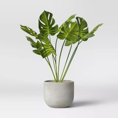 This plant would look so nice in any room — I can picture it looking beautiful easily 🌱
•
•
•
•
Diffuser | cylinder vase | dollar tree vase | gold compote vase | glass cylinder vase | mosquito repellent plants | house plants that purify the air | types of cactus house plants | house plants for beginners | mushrooms | house plants identification | artificial house plants | Plants for front of house | home depot house plants | cat safe house plants | house plants safe for cats | popular house plants | palm house plants | snake plant | house of plants


#LTKunder50 #LTKhome #LTKfamily