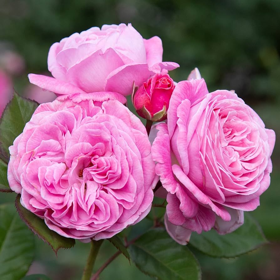 Heirloom Roses Rose Plant - Parfuma® Summer Romance Pink Rose Bush, Floribunda Live Plant for Pl... | Amazon (US)