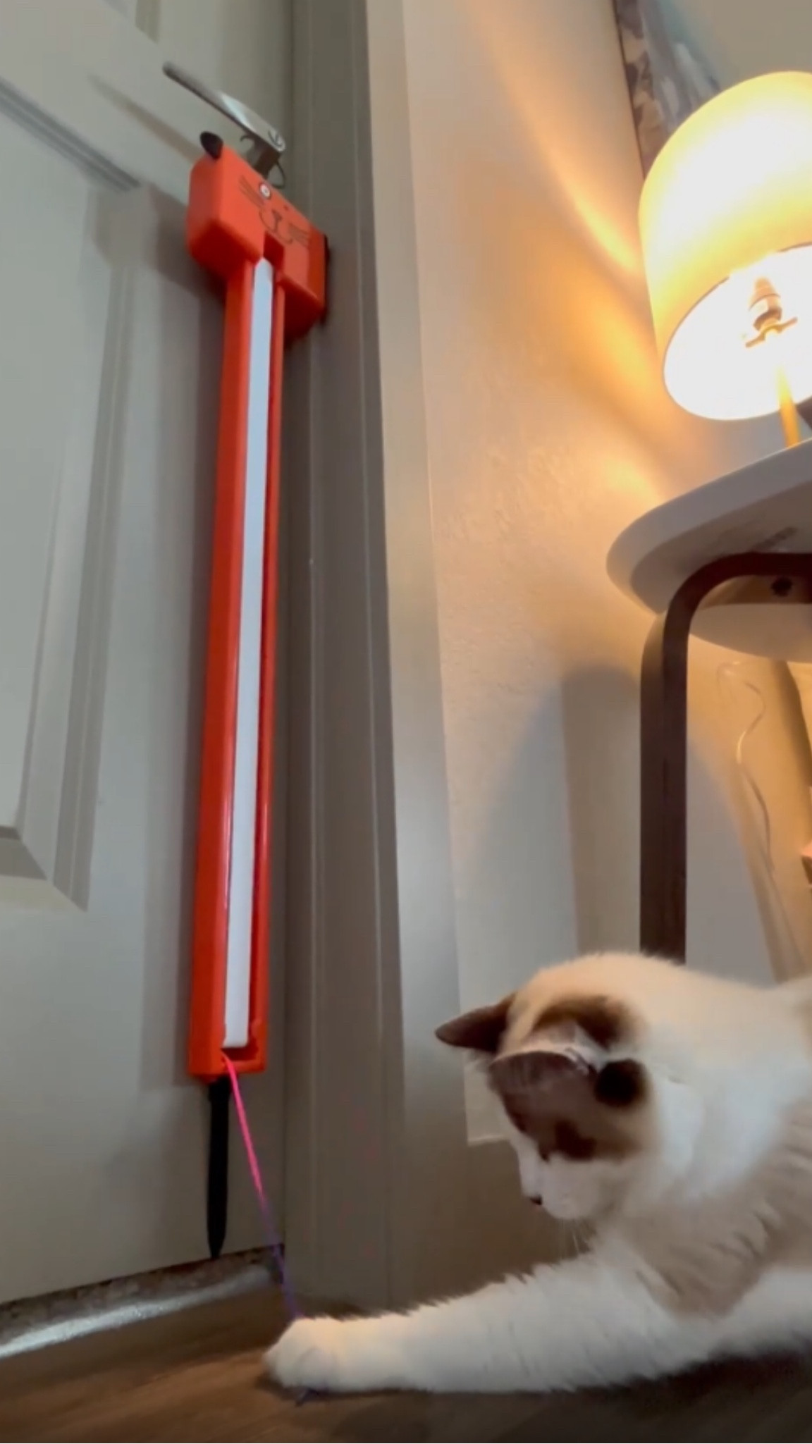 Amazon Favorites, amazon finds, amazon must haves, amazon essentials, amazon under $50, amazon under $100, amazon pet gadgets, amazon made me buy it, found it on amazon 

#LTKunder50 #LTKsalealert #LTKunder100