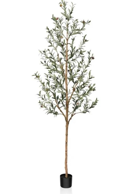 Olive tree 

#home
#olive tree
#tree
#walmart

#LTKsalealert #LTKhome #LTKfindsunder50