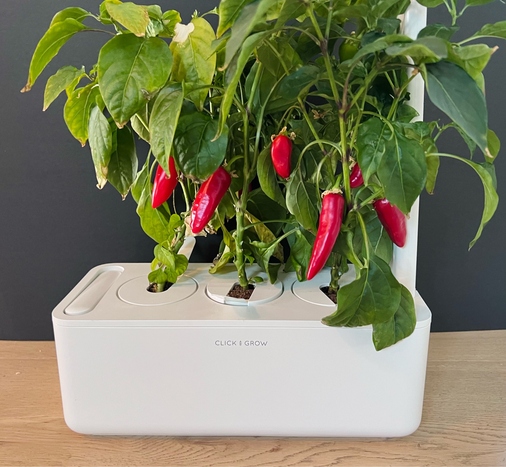 Chili peppers in my indoor garden 🌶️ #garden #fresh 

#LTKhome
