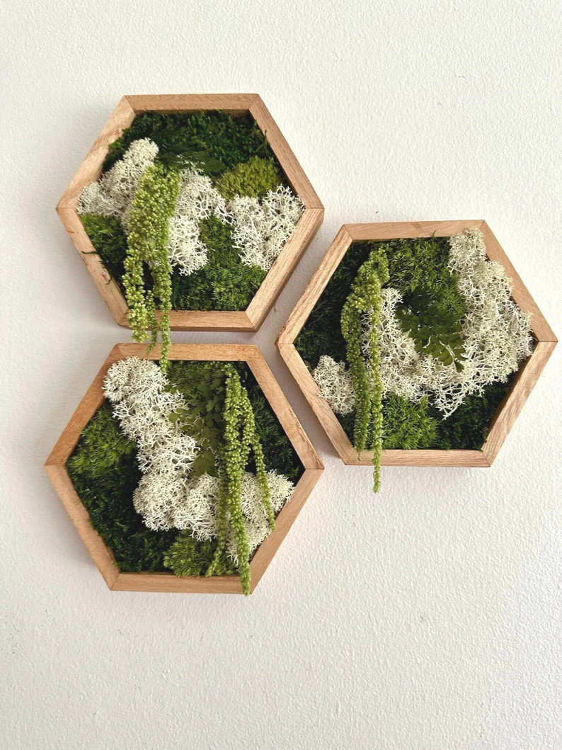 Moss Wall Art Honeycomb Moss Four Sizes, 5 X 6, 8 X 9, 10 X 11.5 or 12 X 13 3/4 Wood Hexagon Rein... | Etsy (US)
