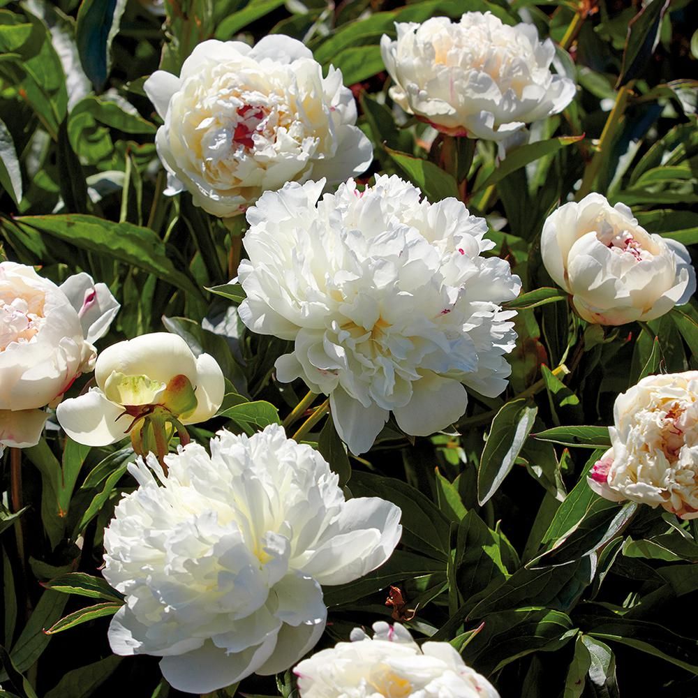 Peonies Bulbs Festiva Maxima (Set of 6 Roots) | The Home Depot