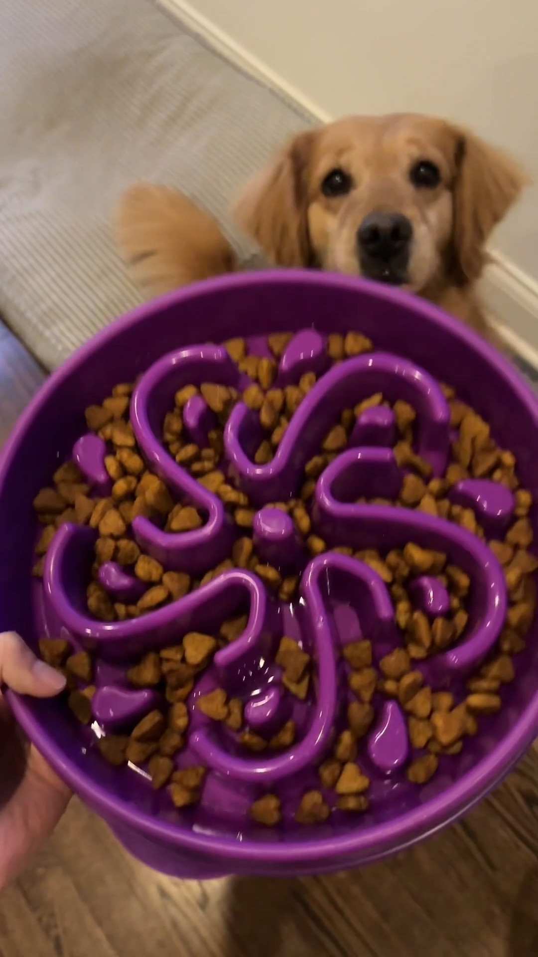 For all the dog parents!! My dog finishes her food so quickly and I wish I got this slow feeder earlier. It’s been working very well and better for her to digest! #LTKpets 

#LTKHome