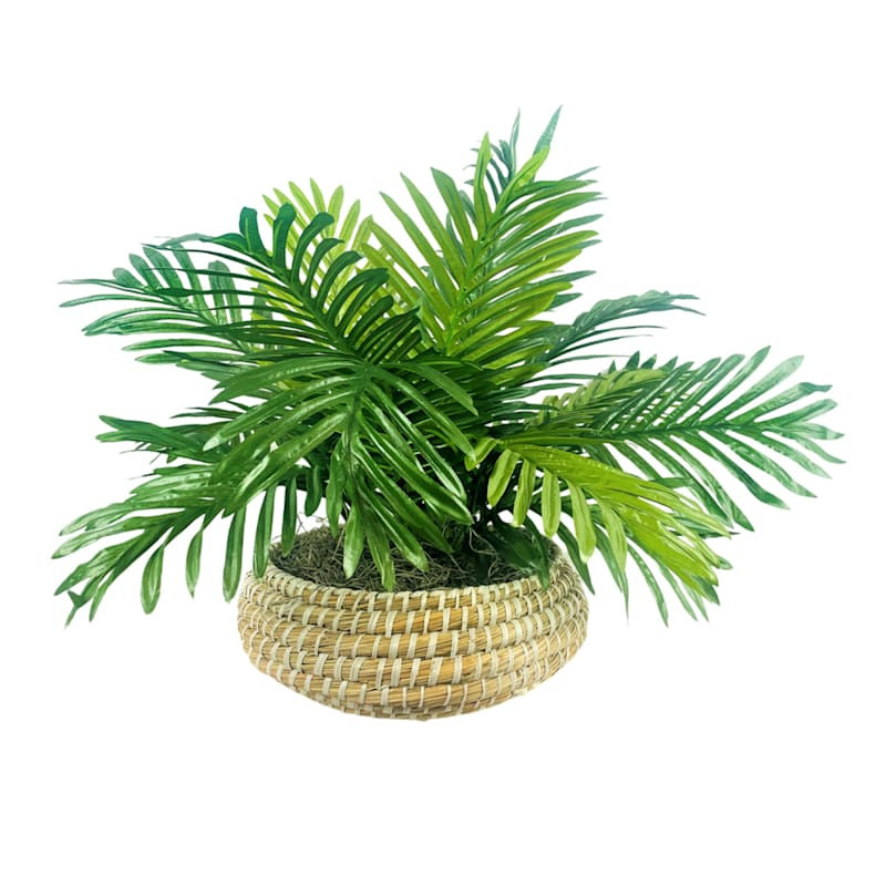 Palm in Low Round Basket, 17" | At Home