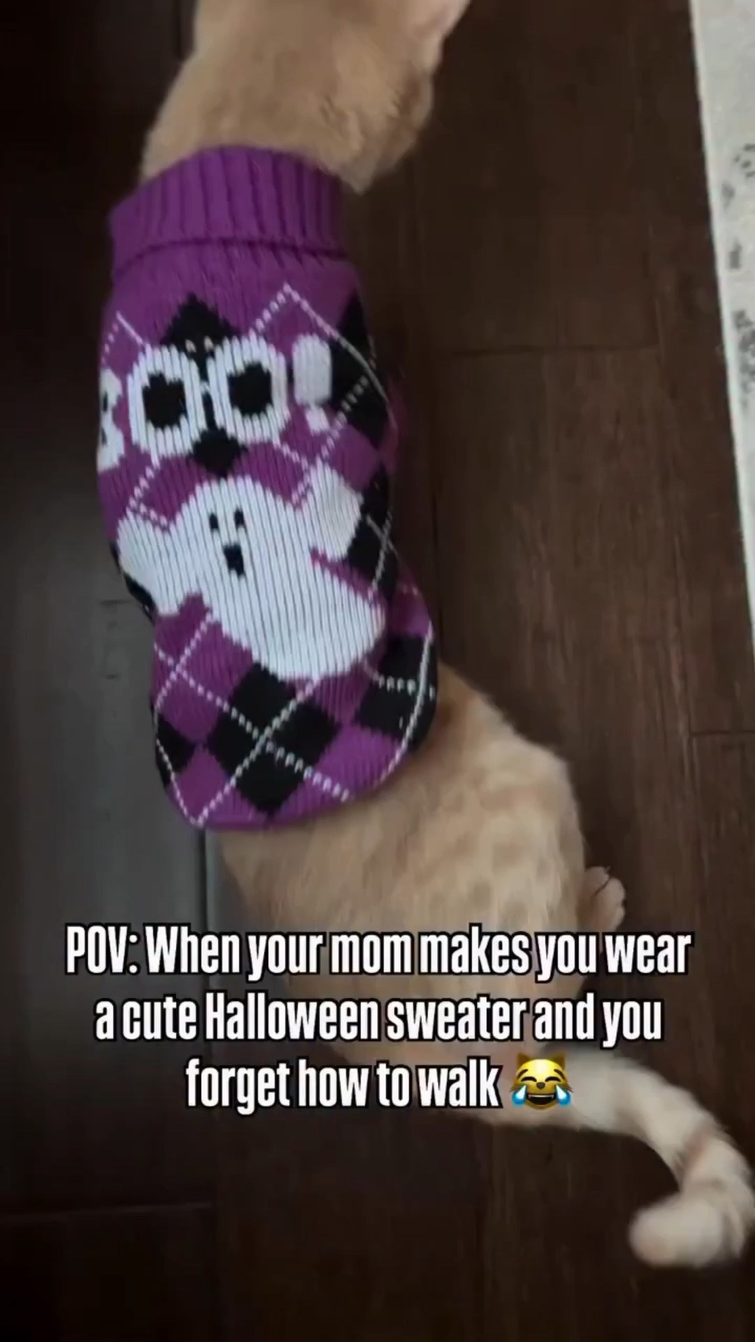 Who’s already dressing their pets up for Halloween? 🎃👻

Apparently Little Miss Riley is NOT a fan of her new Halloween cat sweater… and she made that very clear. 😹 I, on the other hand, think she looks absolutely adorable in her tiny spooky outfit!

Honestly, I’m shocked we even got the sweater on her. She’s so fast that catching her is usually the hardest part. 😂 Don’t worry though—we only kept it on long enough for a quick fit check before Halloween, then took it right back off and rewarded her with plenty of treats for being such a good girl. 🖤

I have a feeling this may be the first and last time she models her Halloween outfit this year… unless the treats convince her otherwise. 🤣

Are your pets team “dress up for Halloween” or team “absolutely not”? 🎃🐈

#LTKHome #LTKSeasonal #LTKmomlife