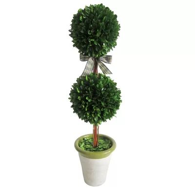 Preserved Boxwood Double Ball Topiary in Pot Jeco Inc. | Wayfair North America