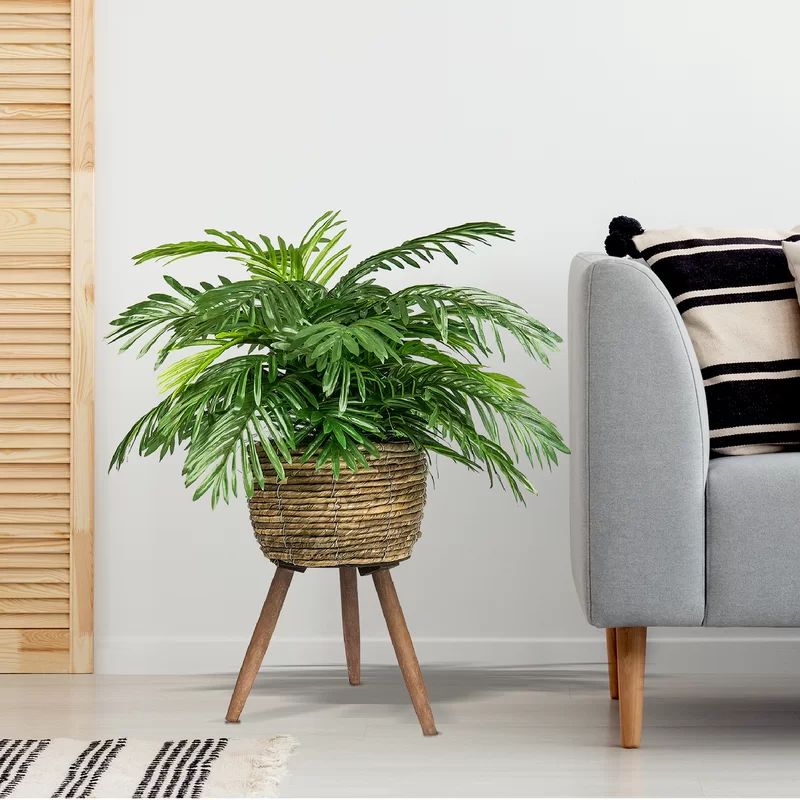 Holiman 30" Palm Plant in Basket | Wayfair North America