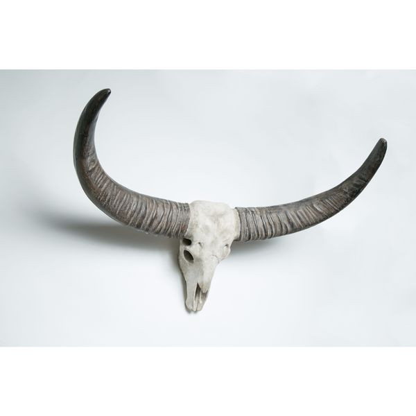 Interior Illusions  COW SKULL TAXIDERMY | Bed Bath & Beyond
