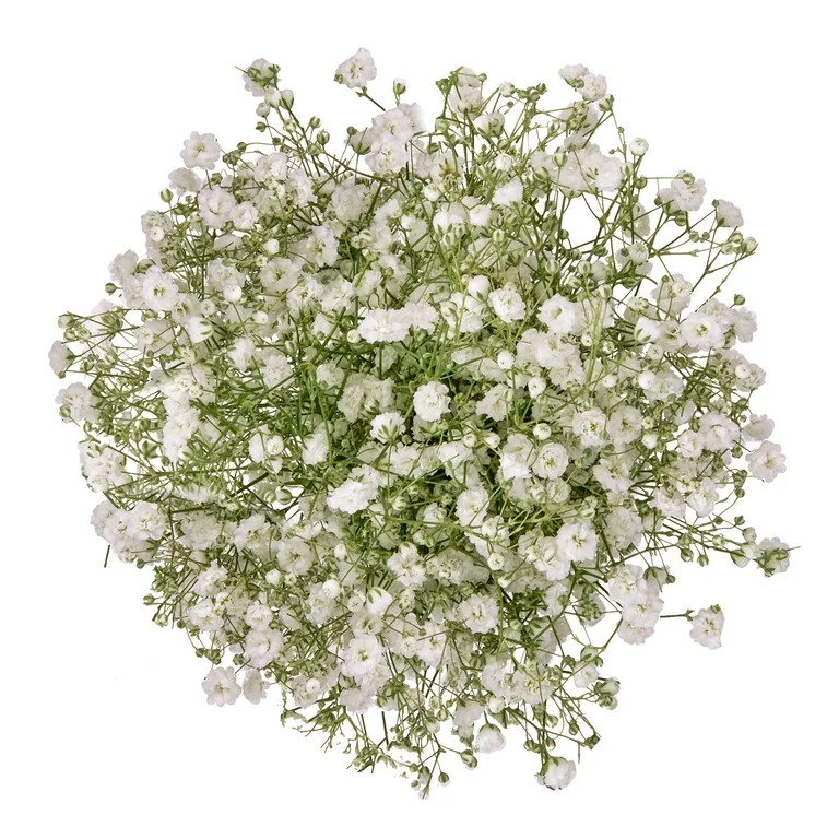 Baby's Breath (Gypsophila) Flower Bunch Small | Walmart (US)
