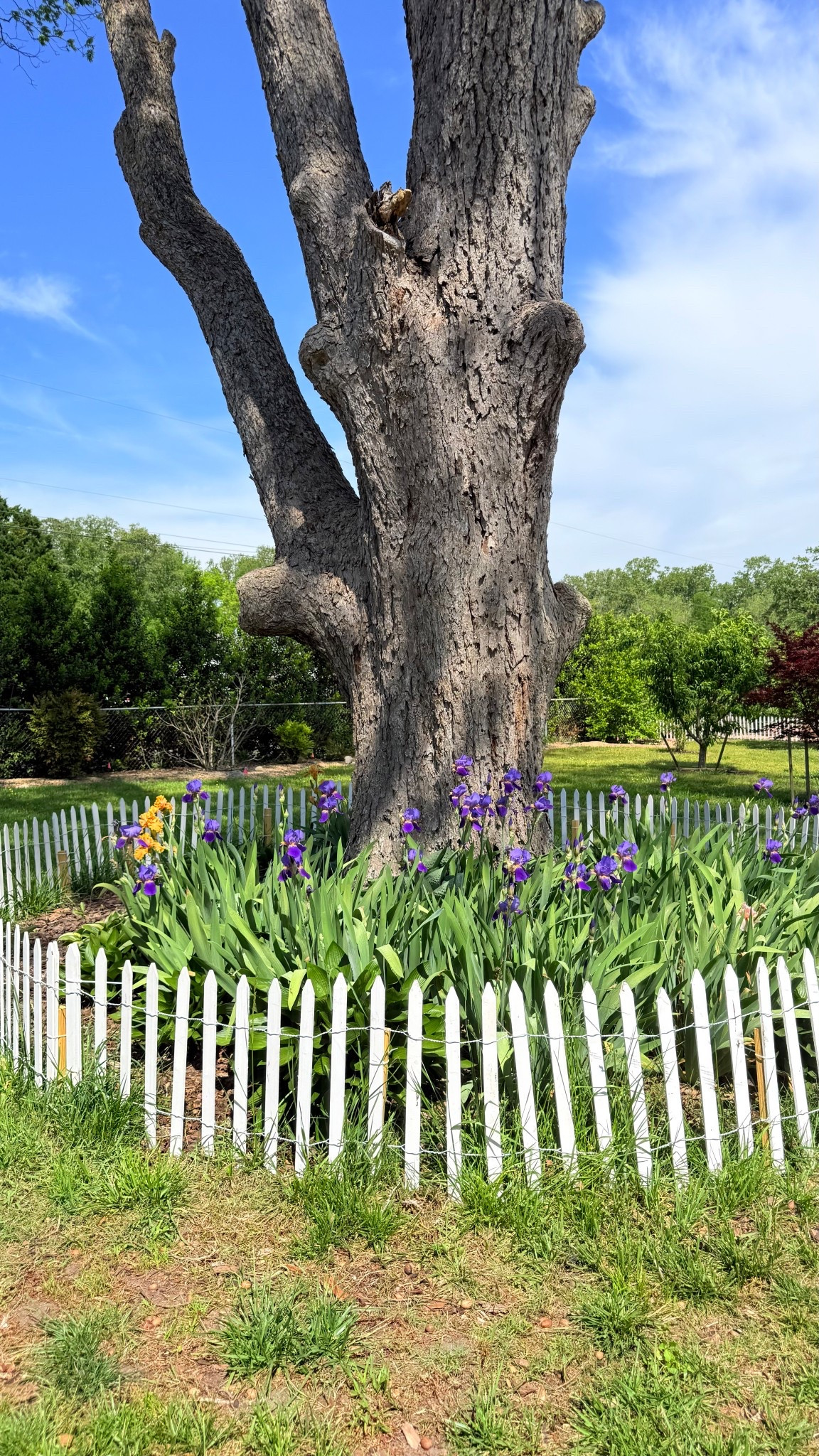 White wood decorative fence . Garden . Beautiful garden .


#ltkfind

#LTKHome #LTKSaleAlert