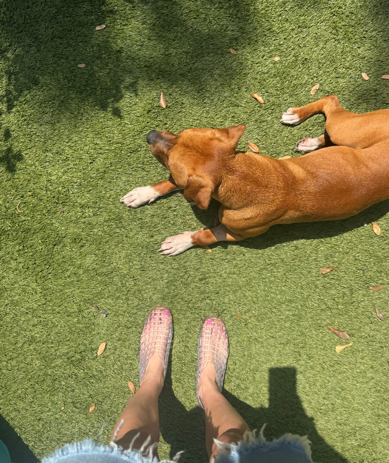 Amazon jellies - fit tts.