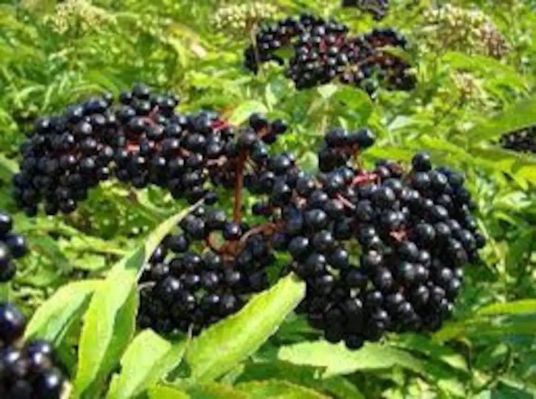 4 Elderberry Plants Trees Shrubs Live Plant Sambucus Edible Delicious Berries Fast Growing FREE S... | Etsy (US)